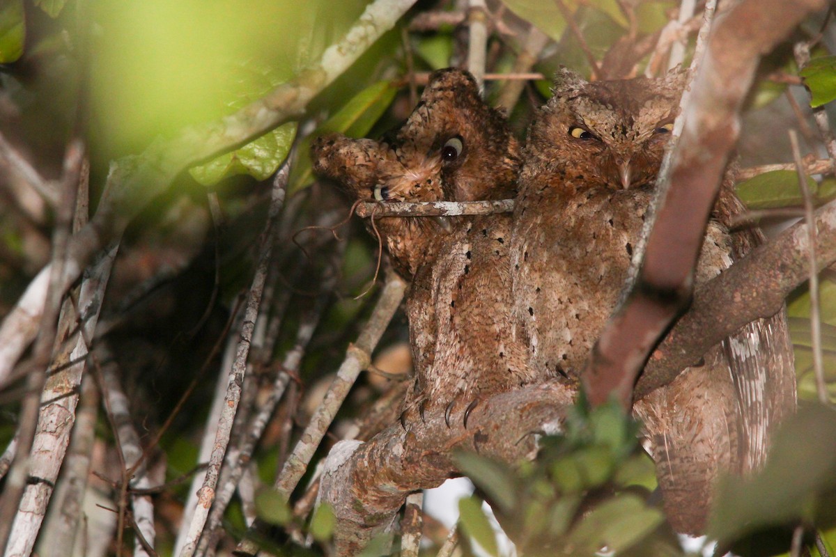 Sokoke Scops-Owl - ML154169141