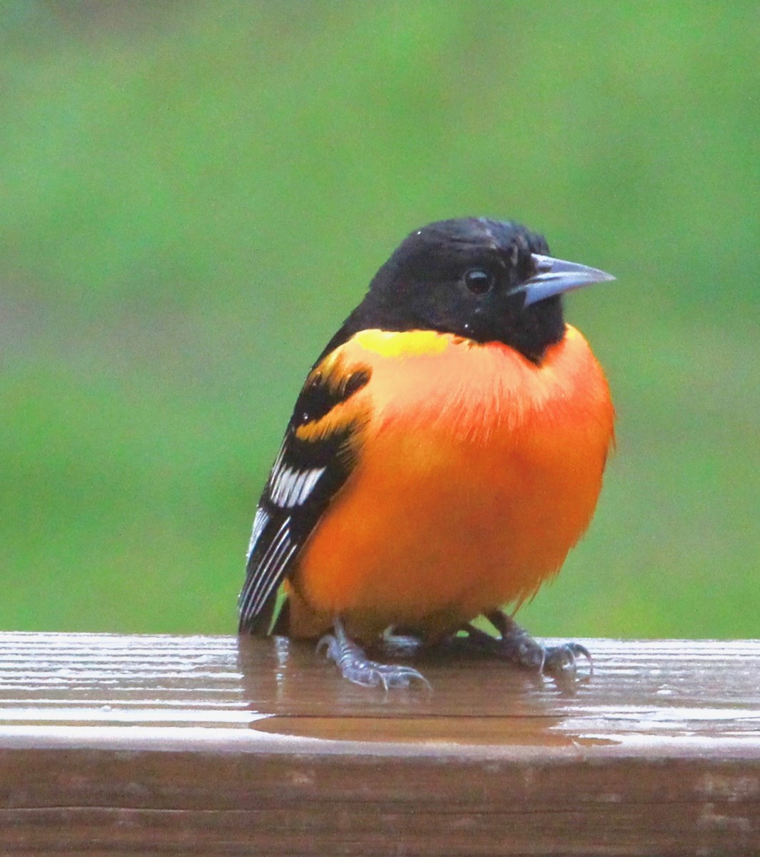 Baltimore Oriole - ML154169571