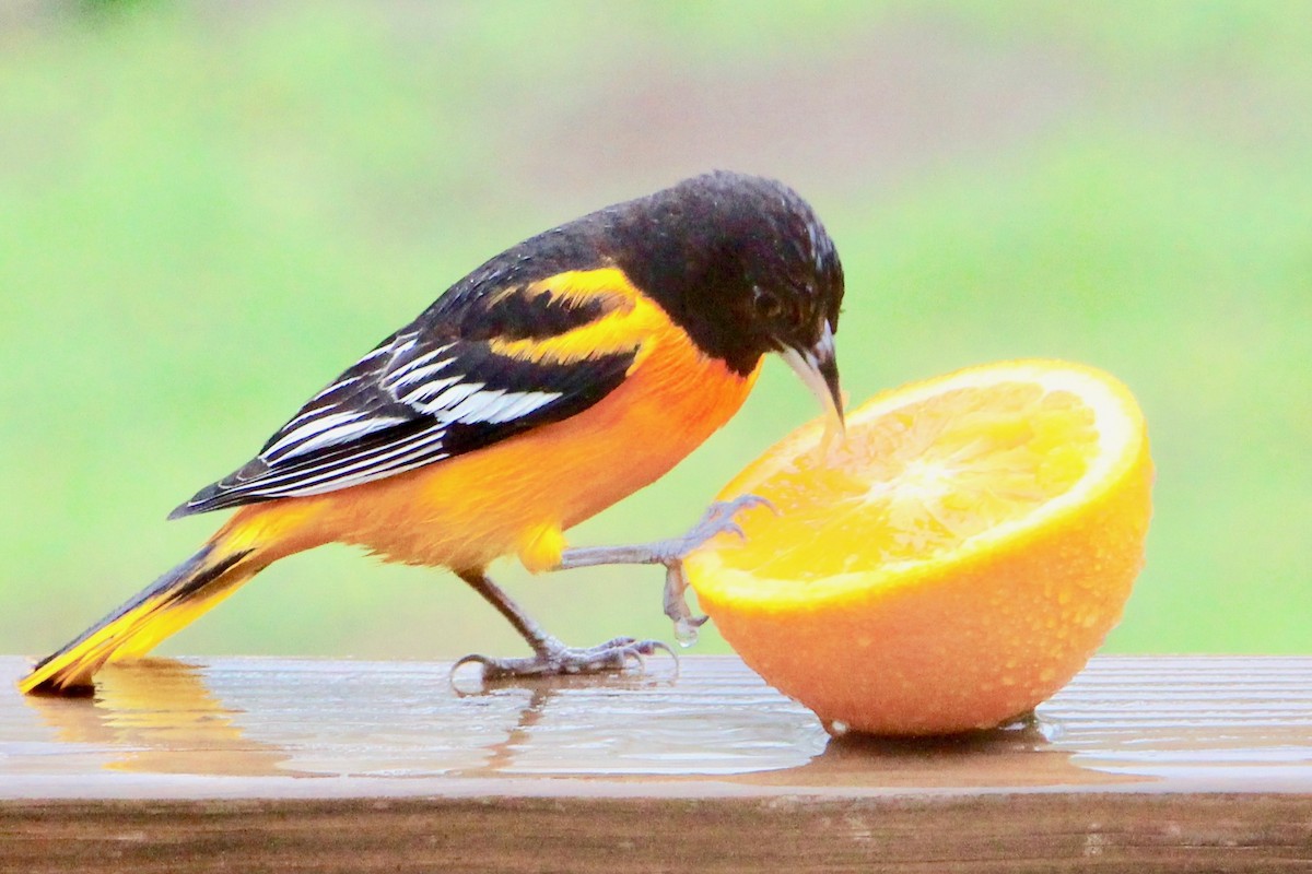 Baltimore Oriole - ML154169591