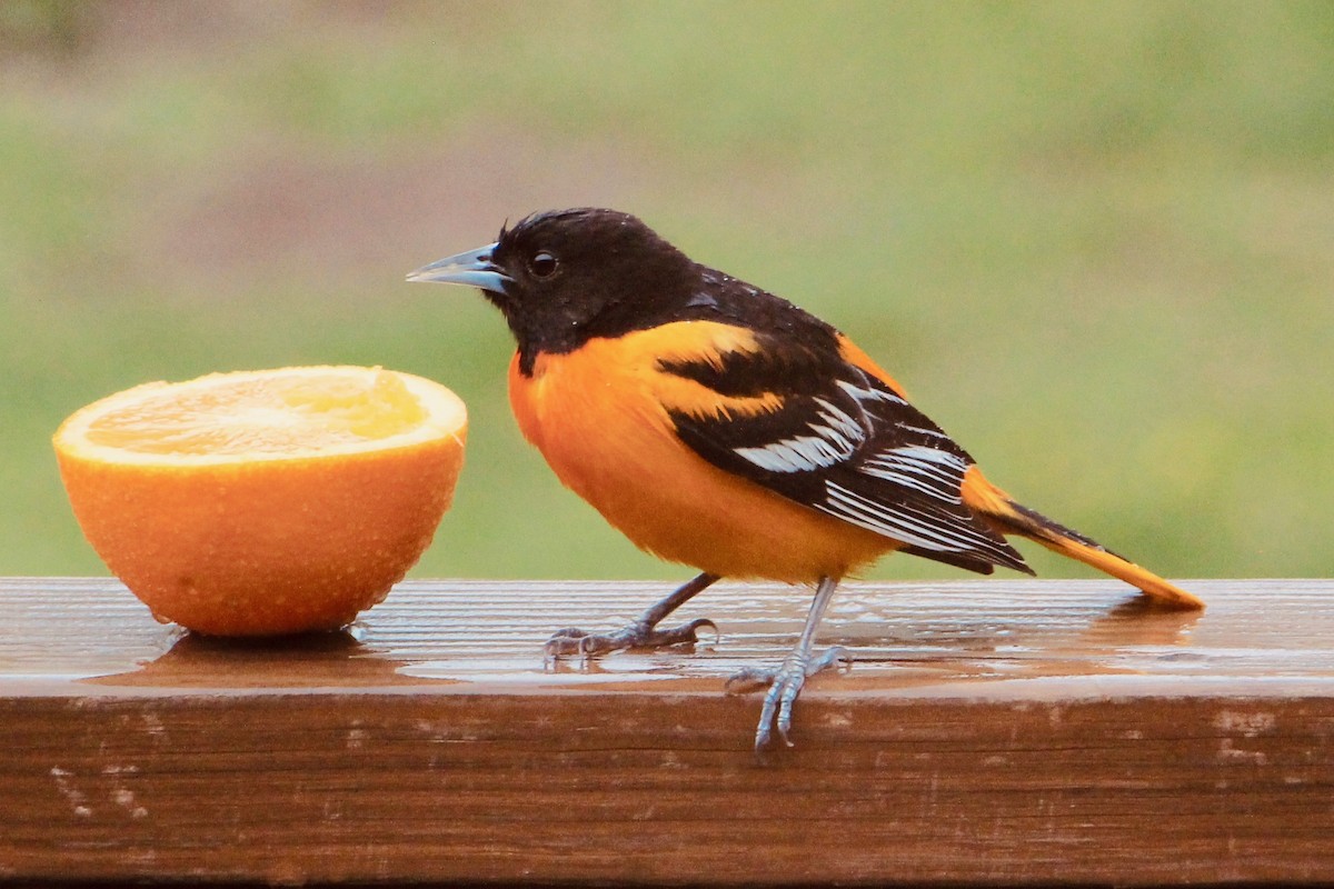 Baltimore Oriole - ML154169601