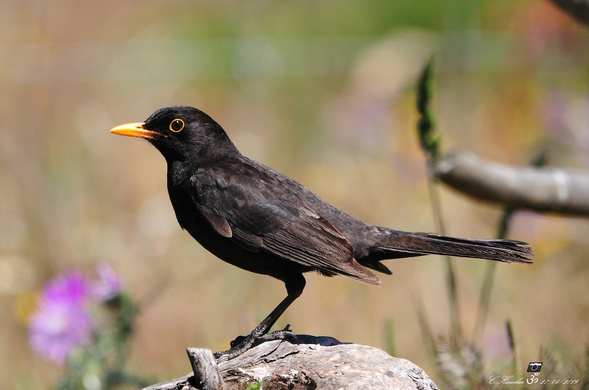Eurasian Blackbird - Carl  Hawker