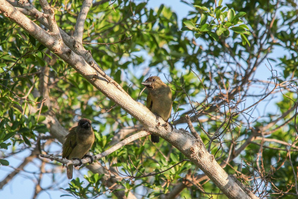 Green Barbet - Peter  Steward