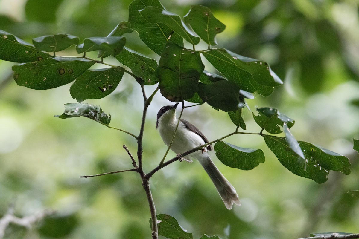 Black-headed Apalis - ML154170691