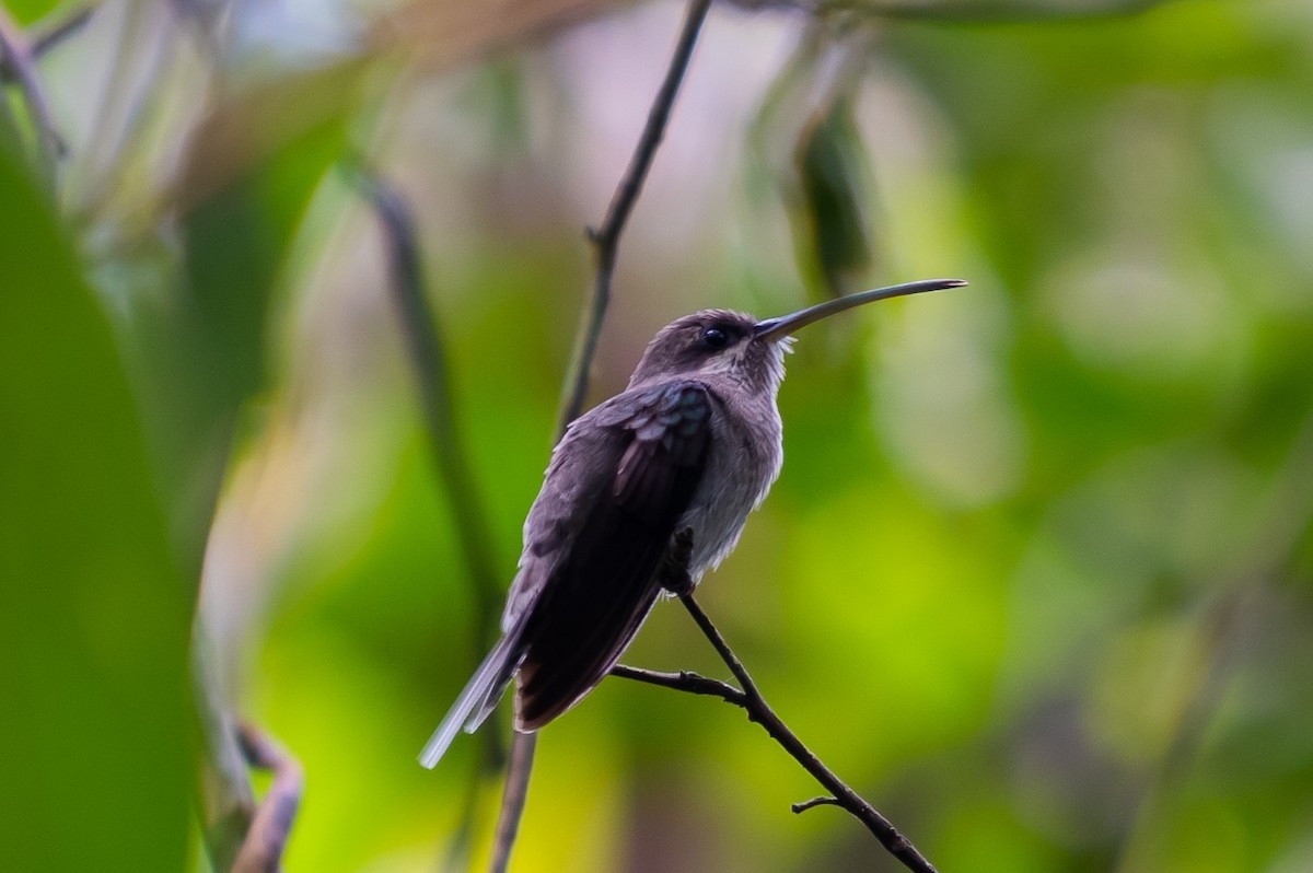 kolibřík dlouhozobý - ML154170991