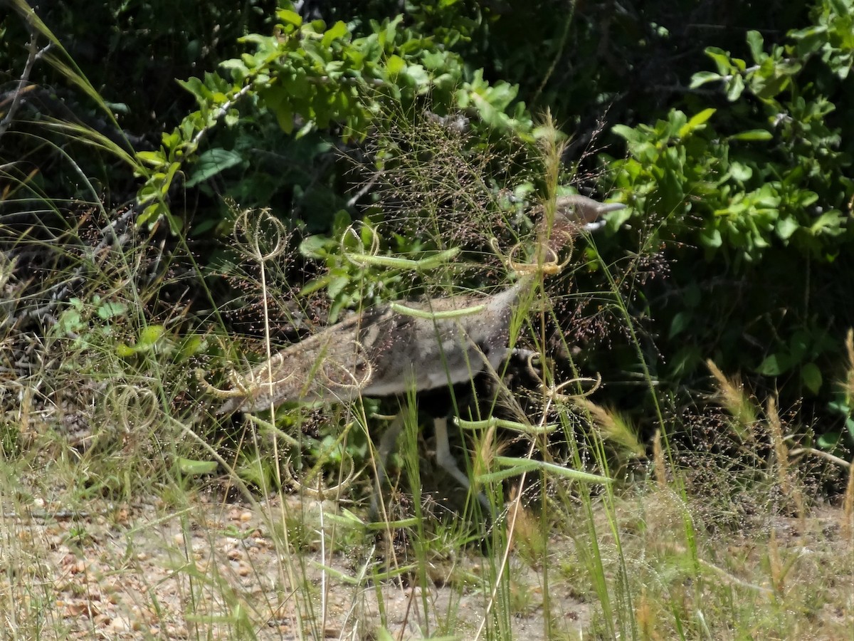 Äthiopientrappe - ML154171331