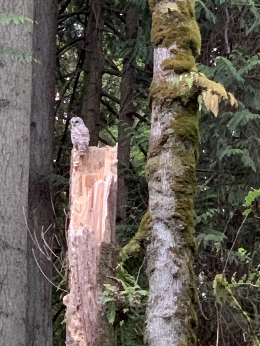 アメリカフクロウ - ML154171641