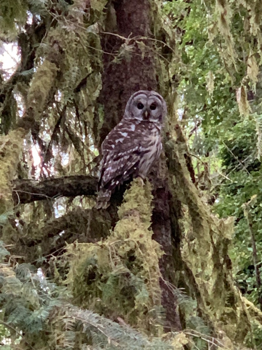 アメリカフクロウ - ML154171731