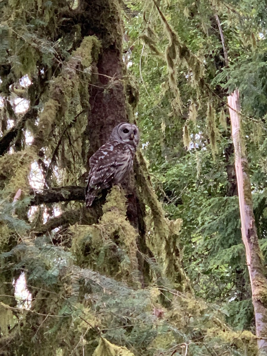 アメリカフクロウ - ML154171741