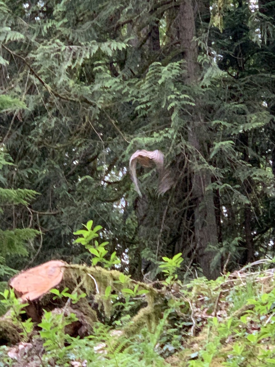 アメリカフクロウ - ML154171751