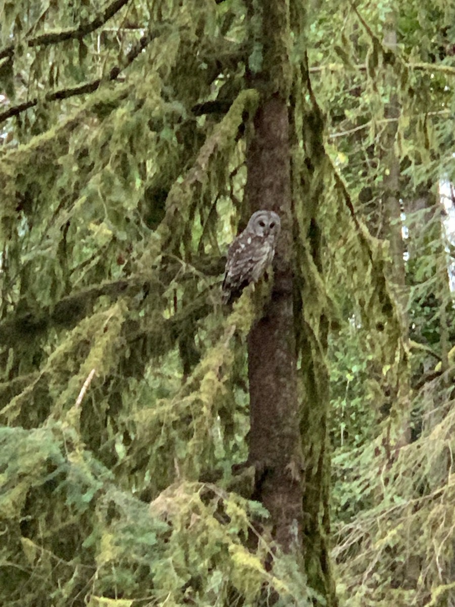 アメリカフクロウ - ML154171761