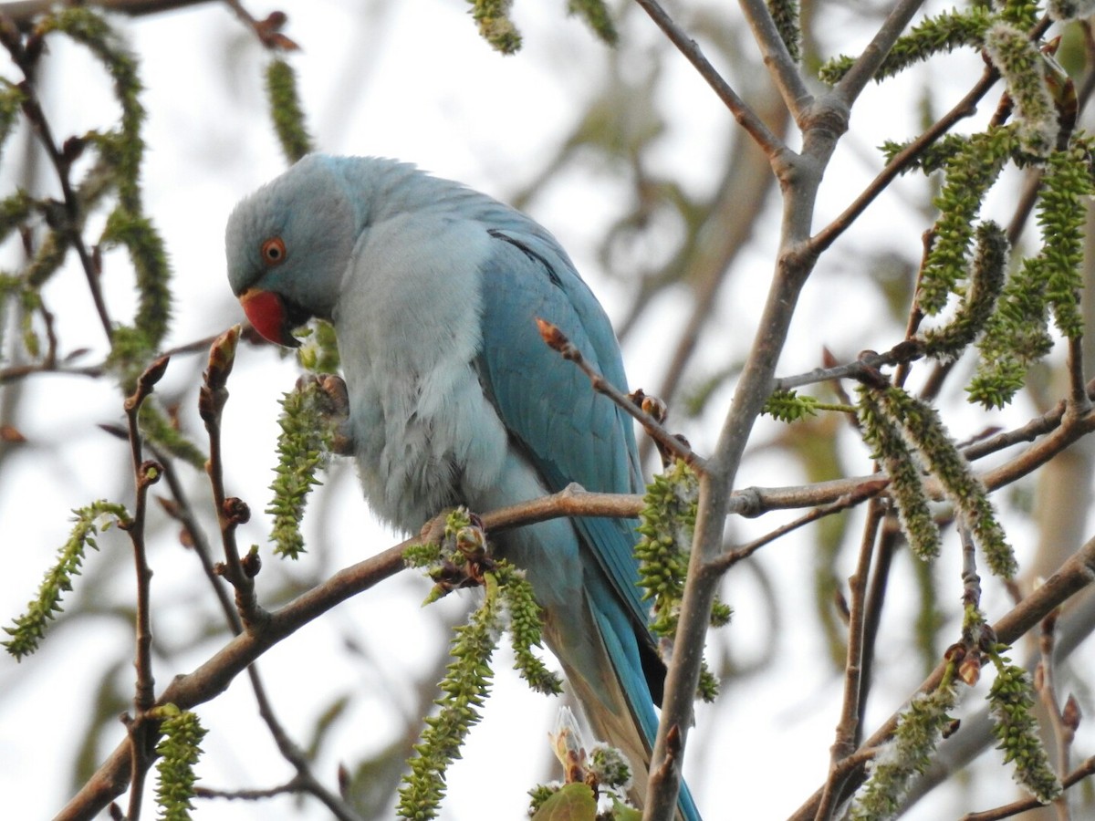 Rose-ringed Parakeet - ML154172601