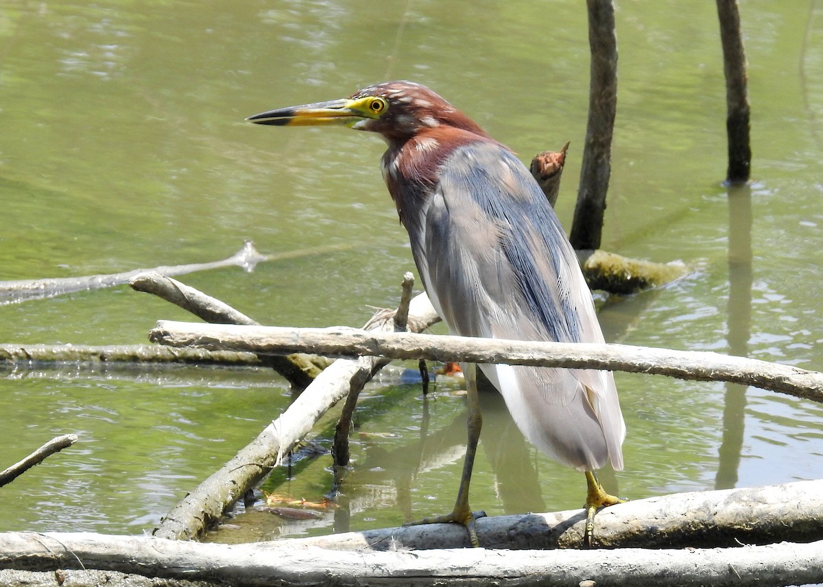 Chinese Pond-Heron - Madhu Gupta