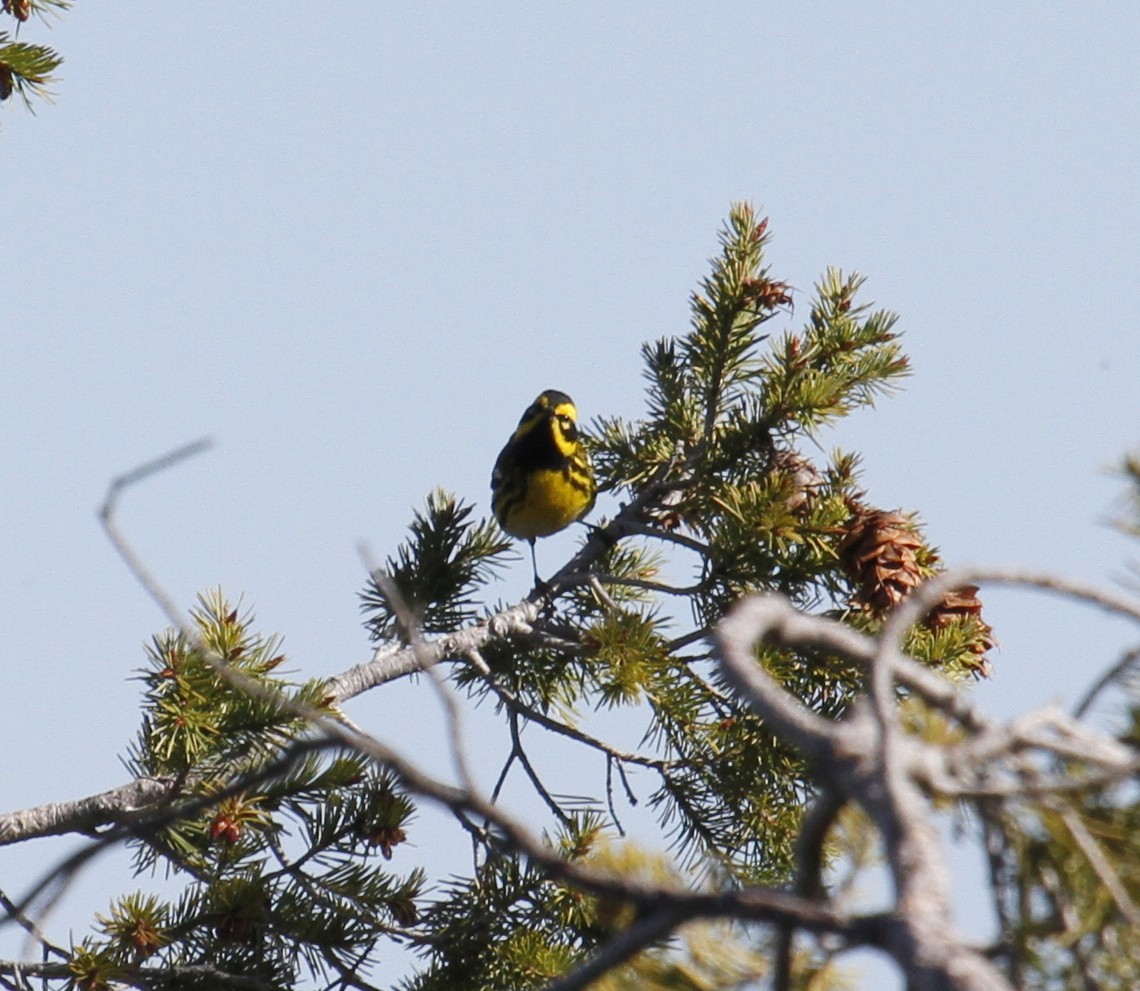 Townsend's Warbler - ML154176861