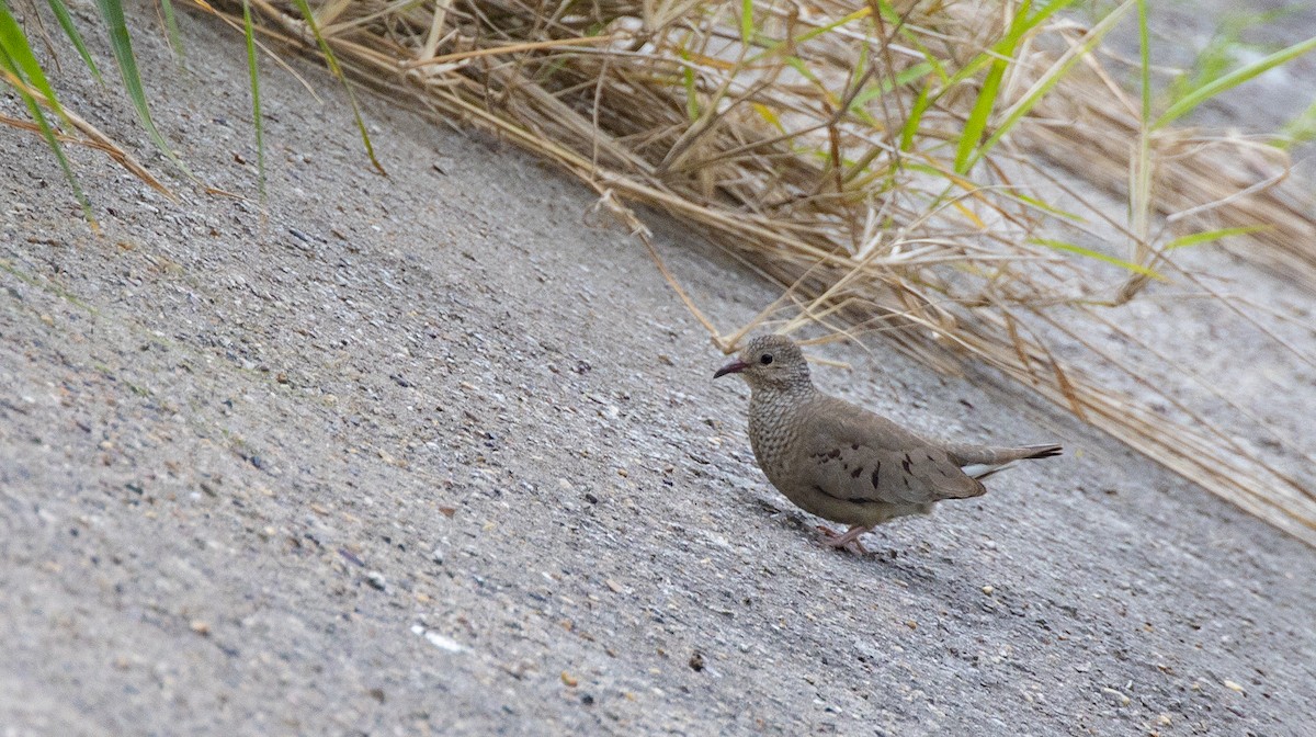 Common Ground Dove - ML154180301