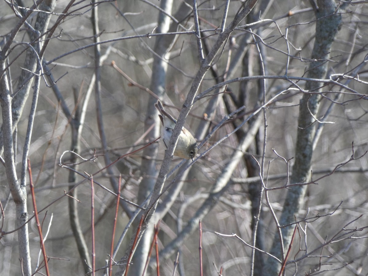 Ruby-crowned Kinglet - ML154182611