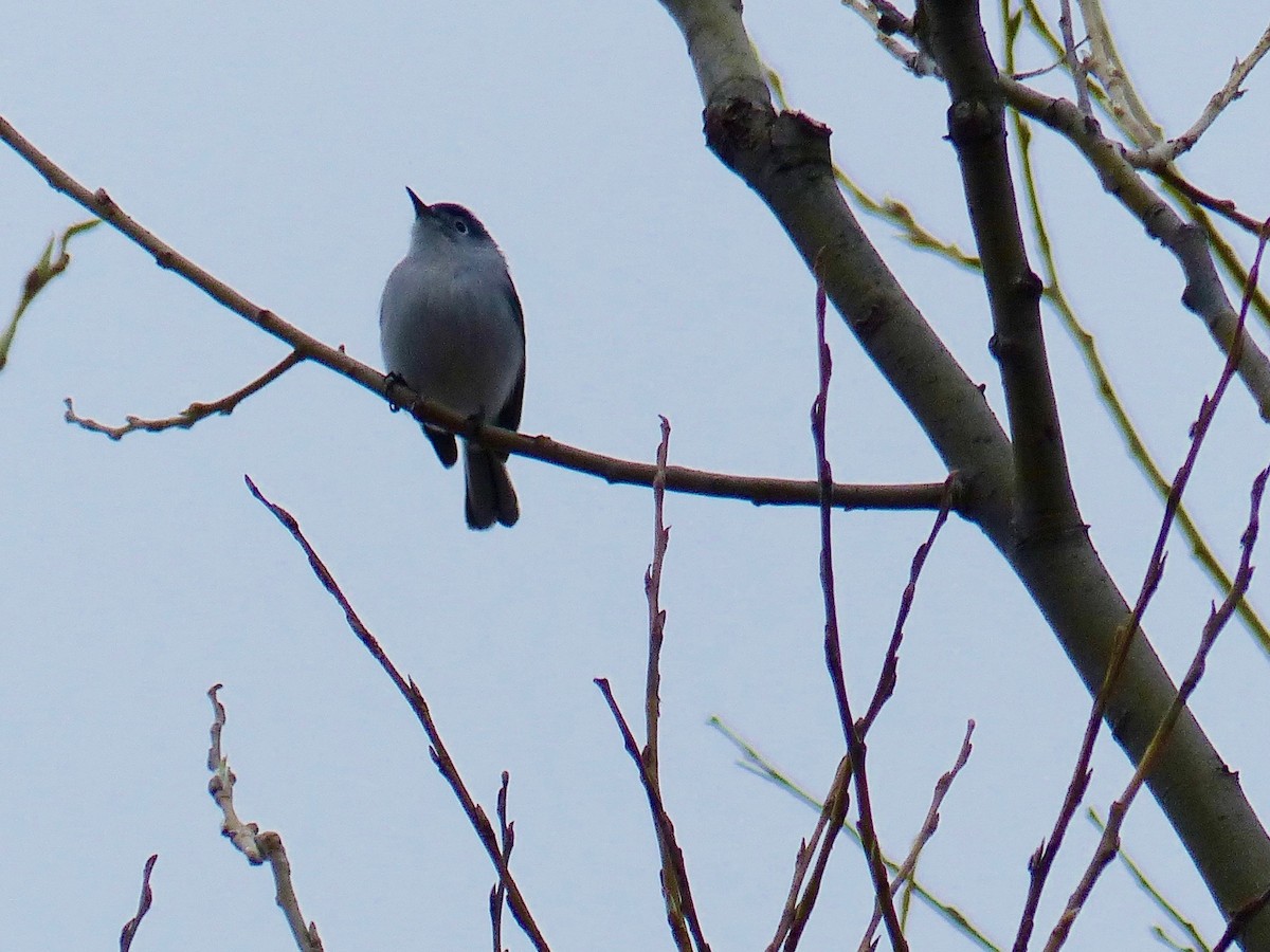 Blue-gray Gnatcatcher - ML154182851