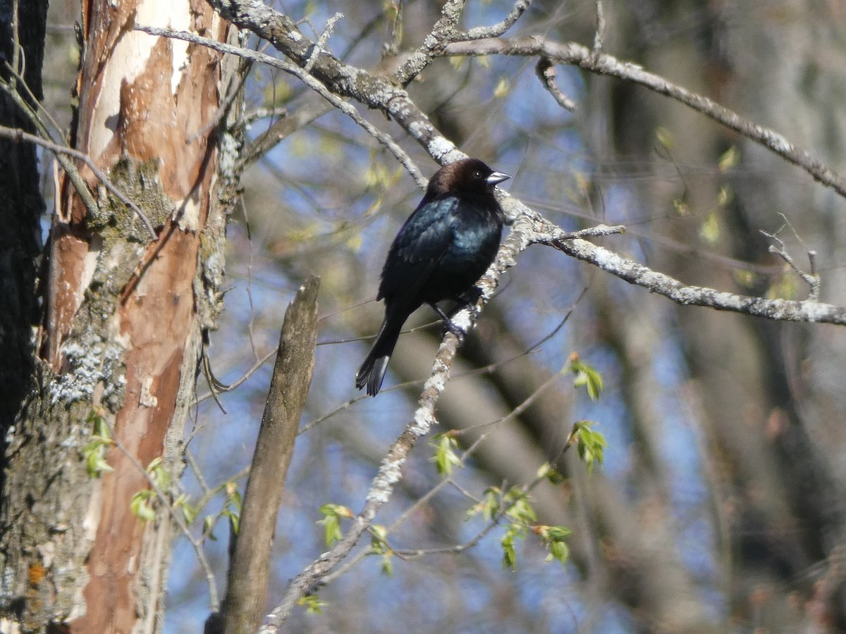 Brown-headed Cowbird - ML154183591