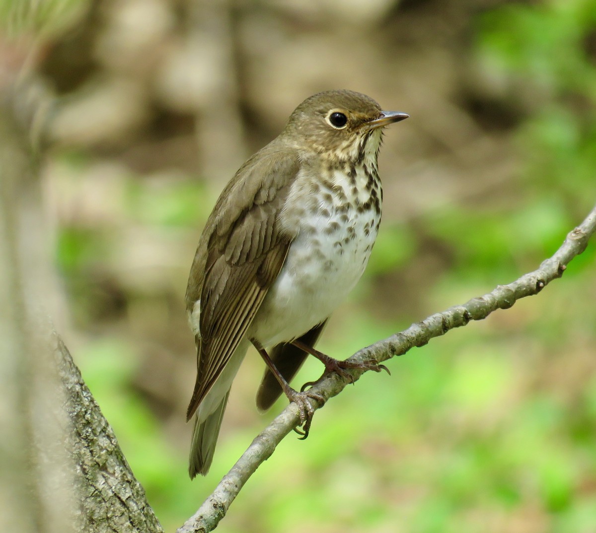 Swainson's Thrush - ML154185791