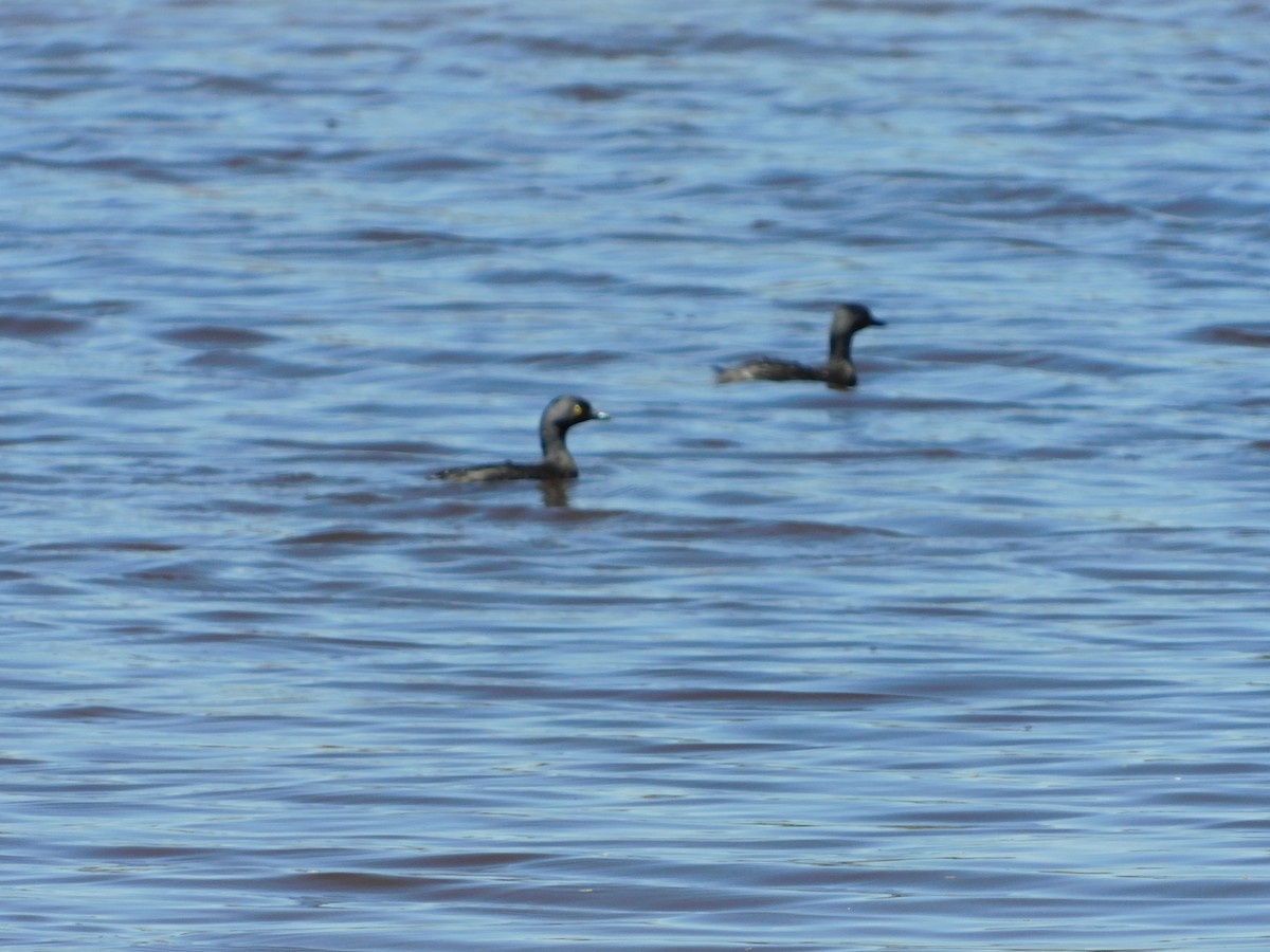 Least Grebe - ML154186731