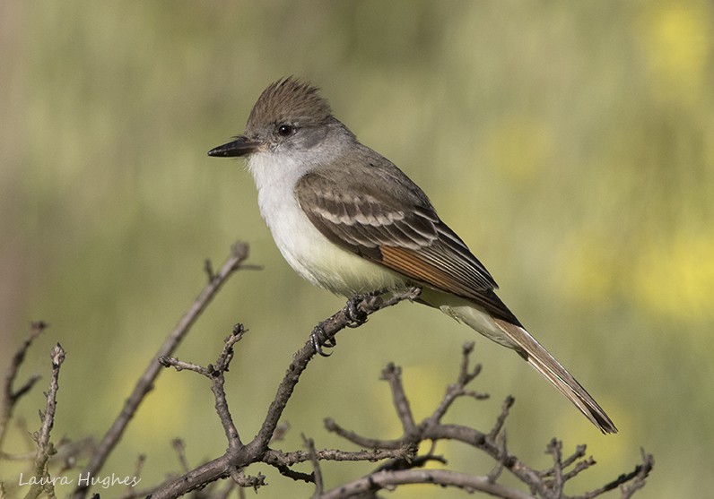 Ash-throated Flycatcher - ML154187921