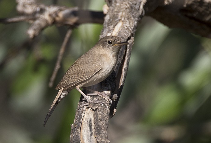 House Wren - ML154188361