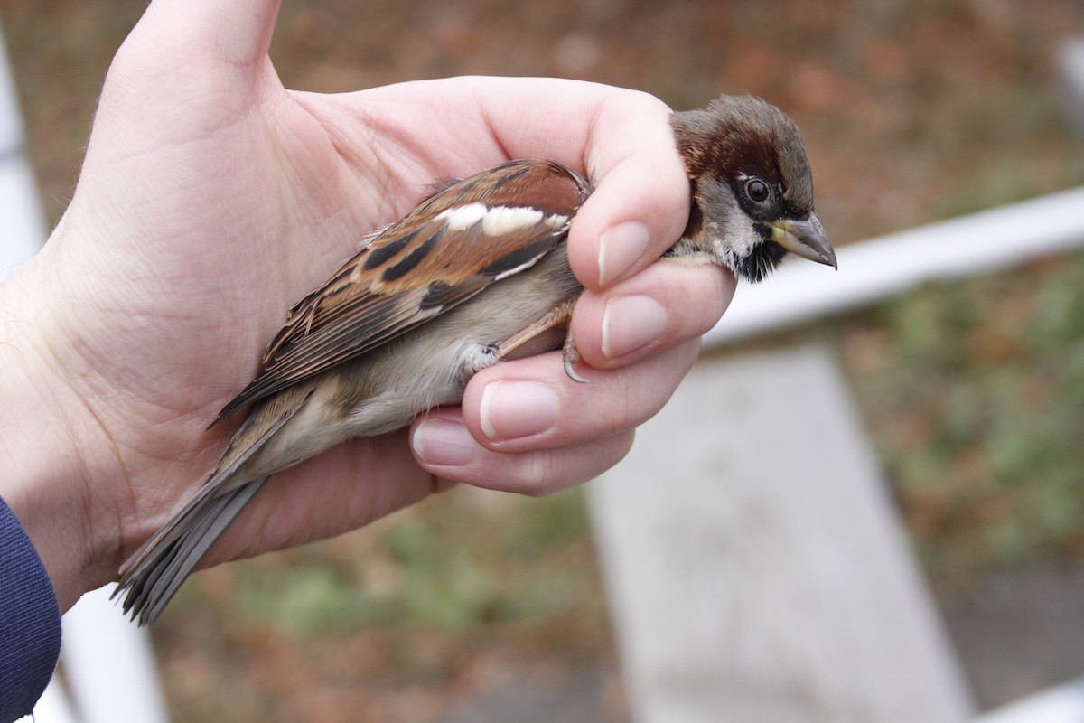 House Sparrow - Caleb Scholtens