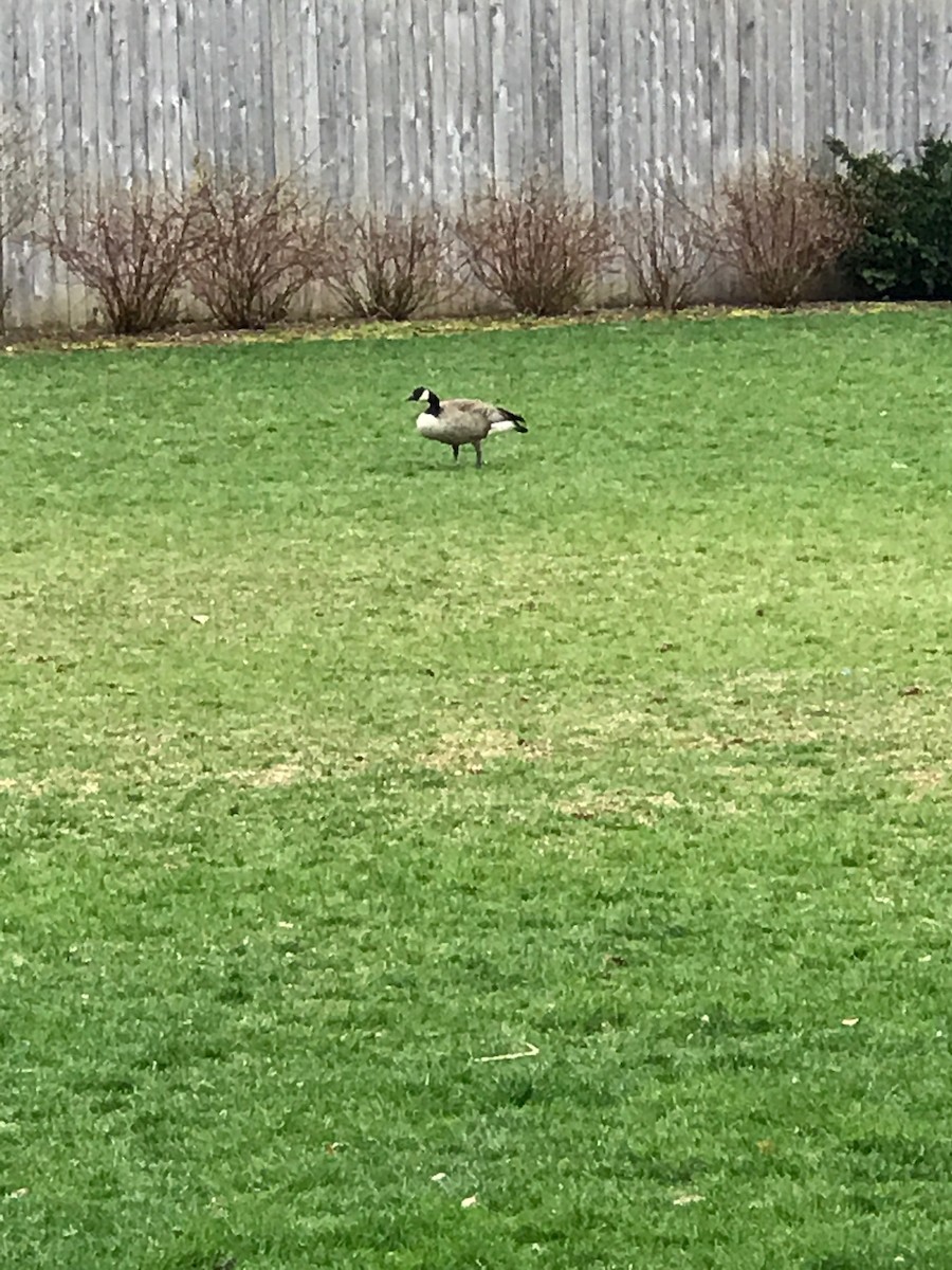 Canada Goose - ML154188961