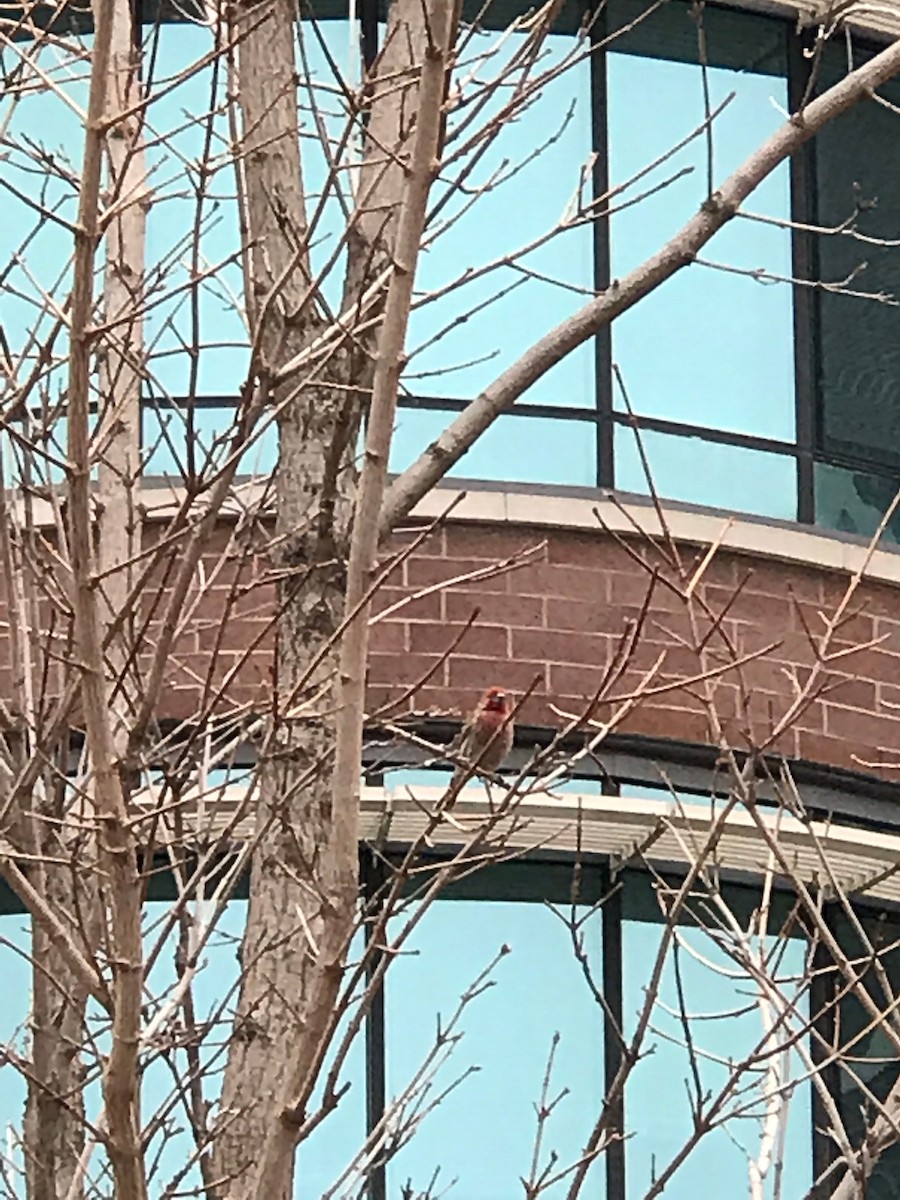 House Finch - ML154189061