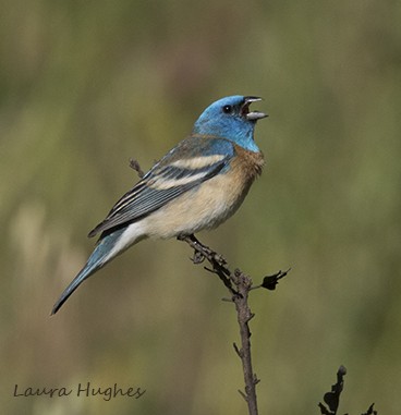 Lazuli Bunting - ML154189071