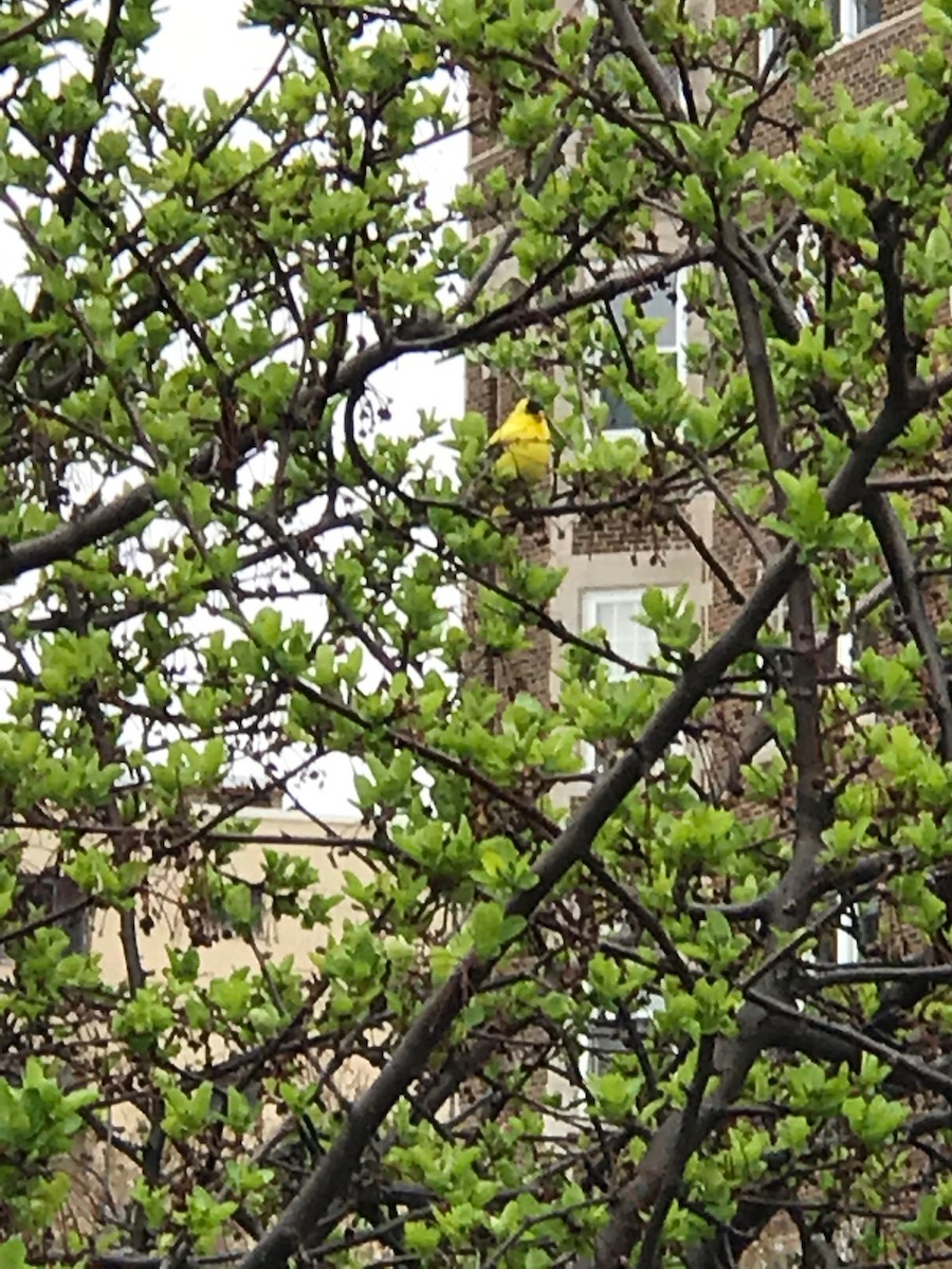 American Goldfinch - ML154189191