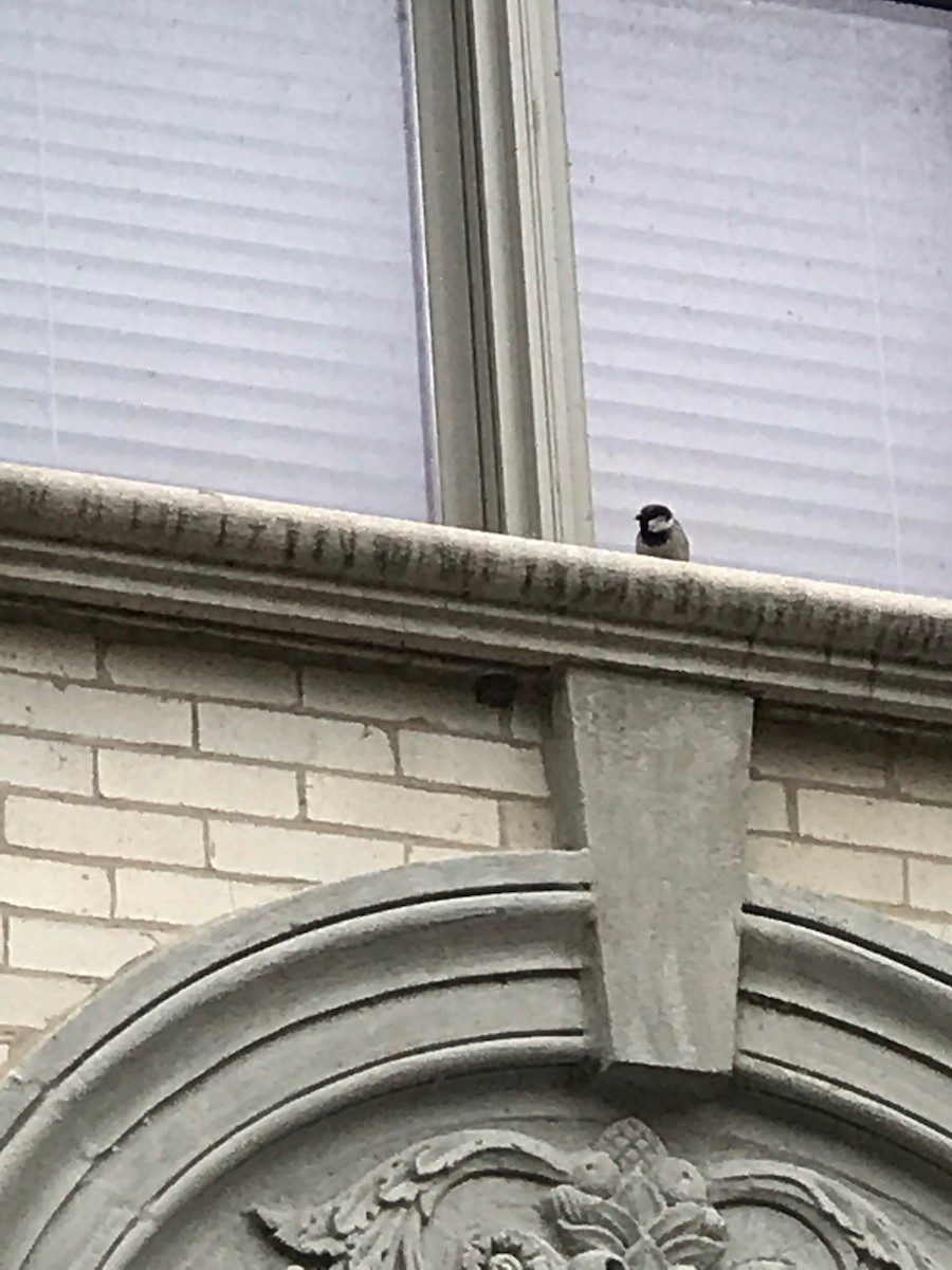 House Sparrow - ML154189281