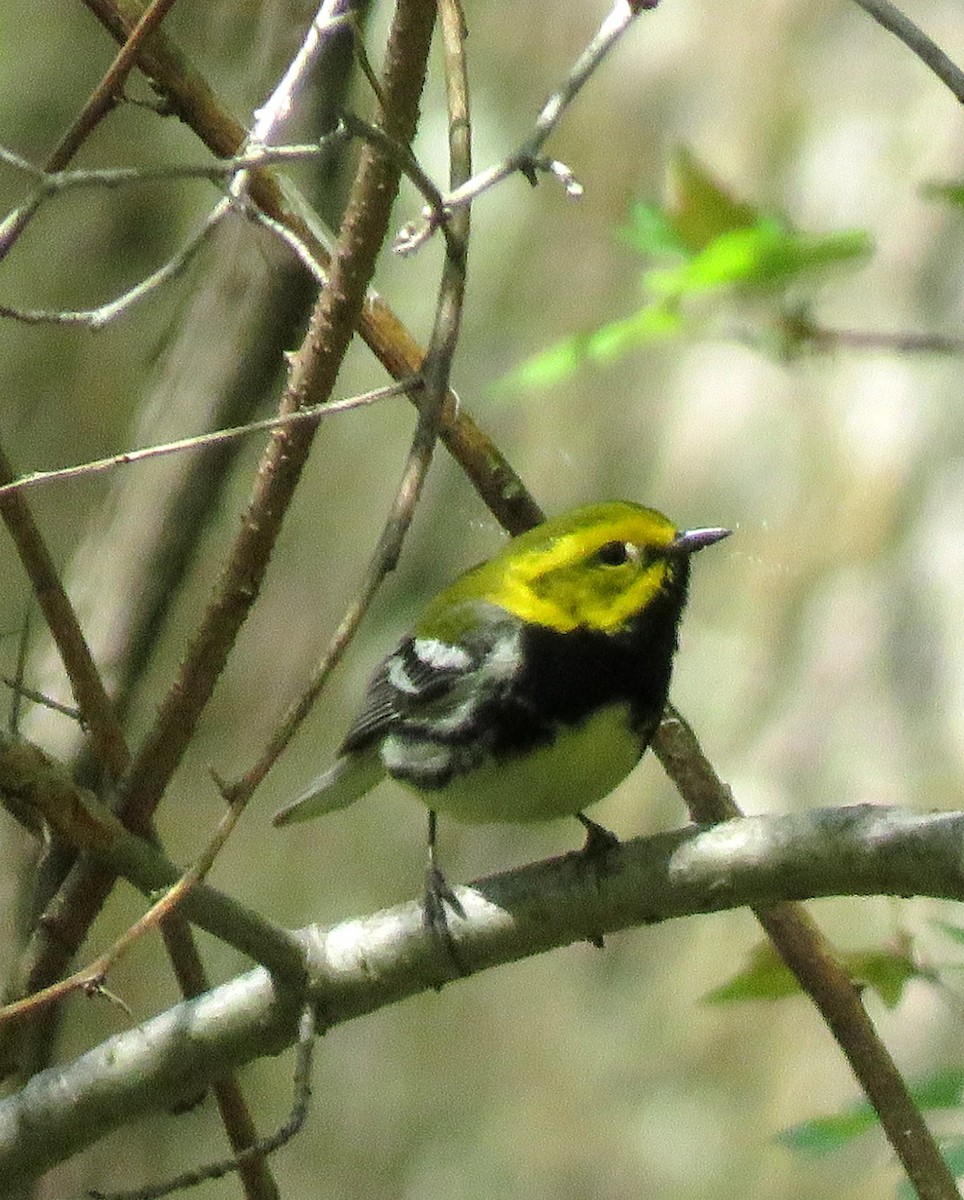 Black-throated Green Warbler - ML154190291