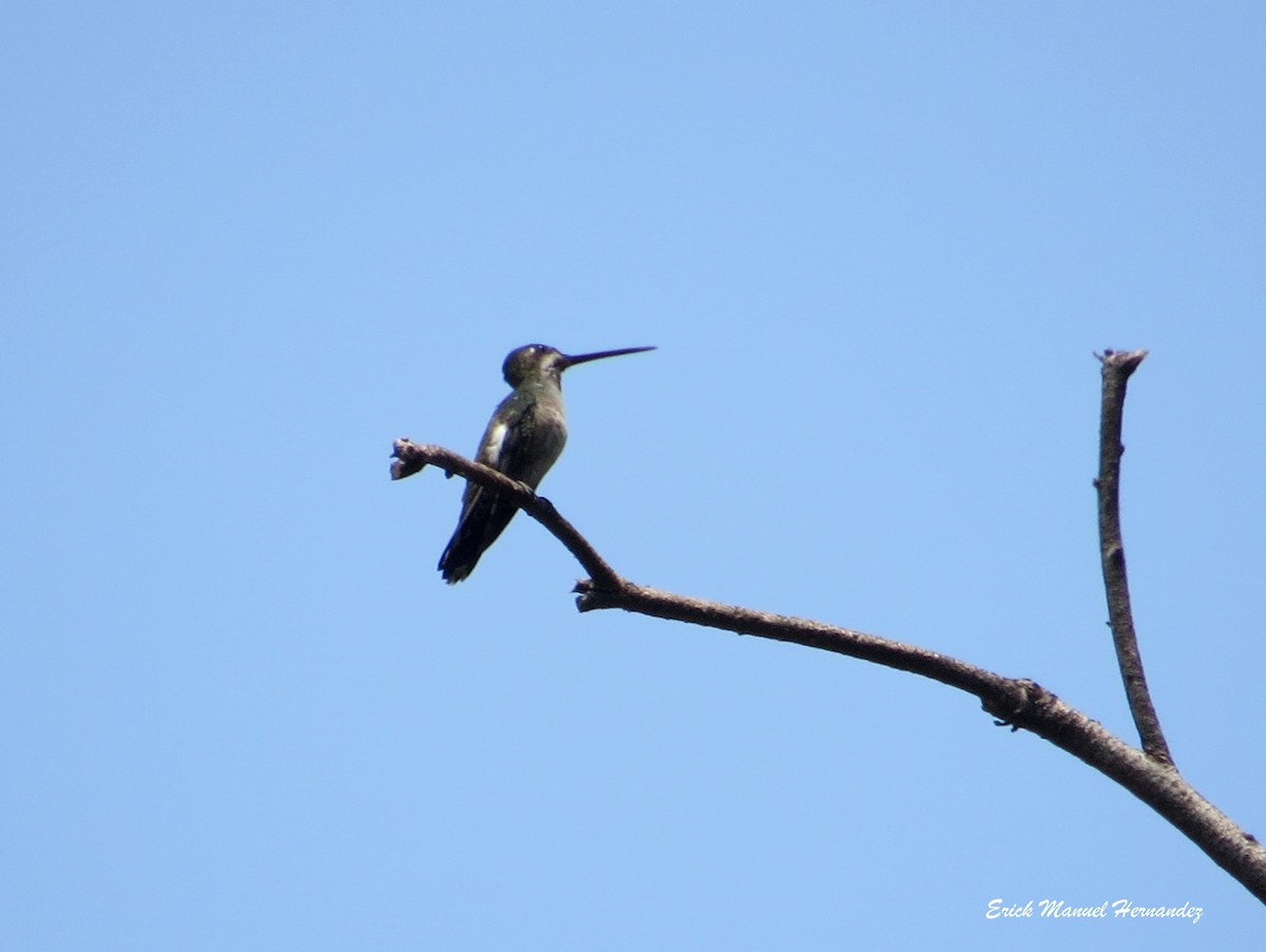 Colibrí Piquilargo - ML154190531