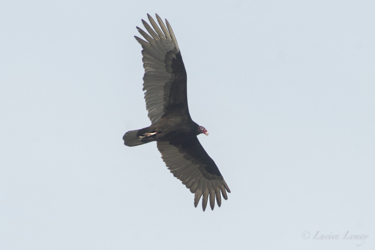 Turkey Vulture - ML154192061