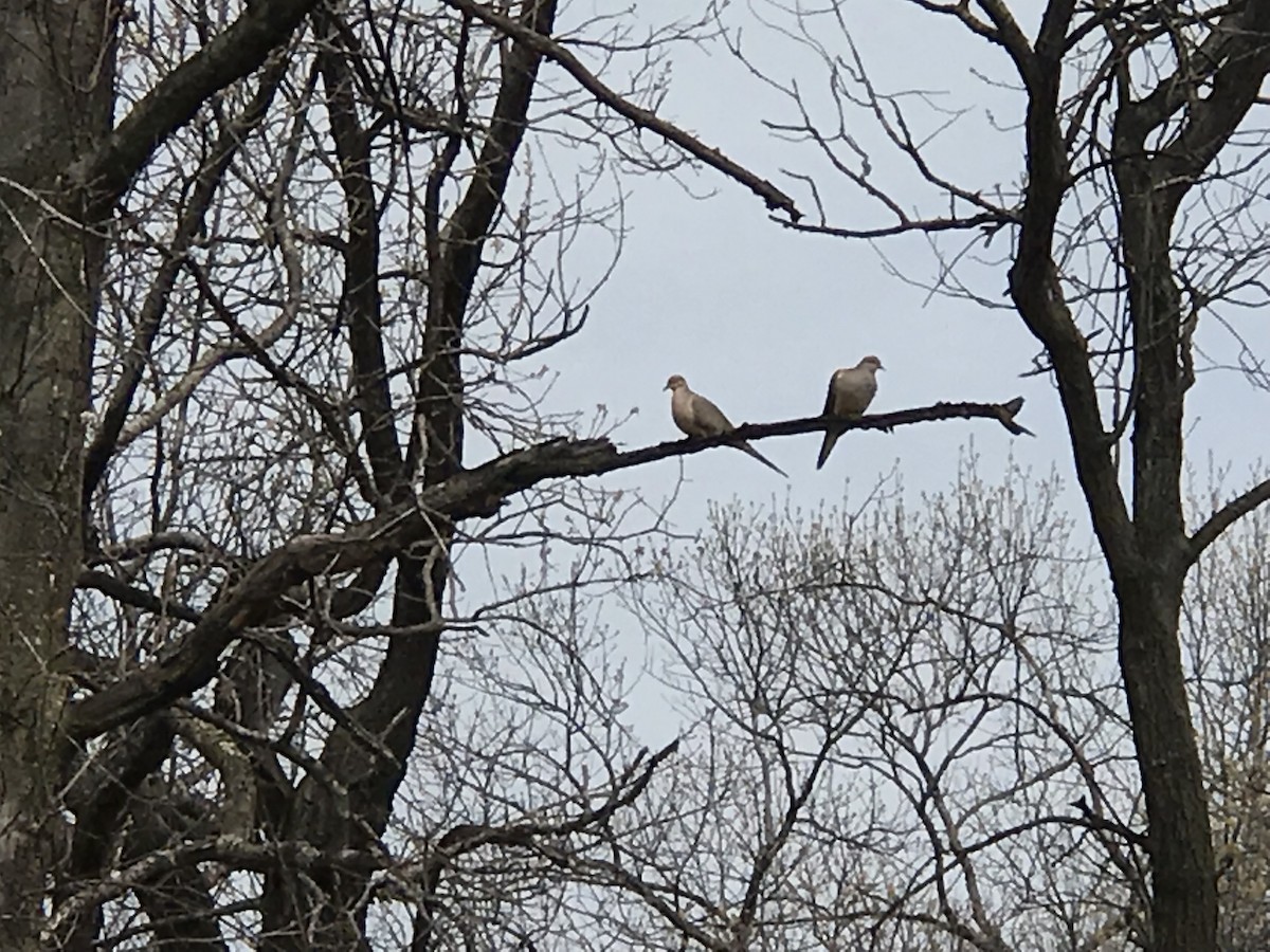 Mourning Dove - ML154192211