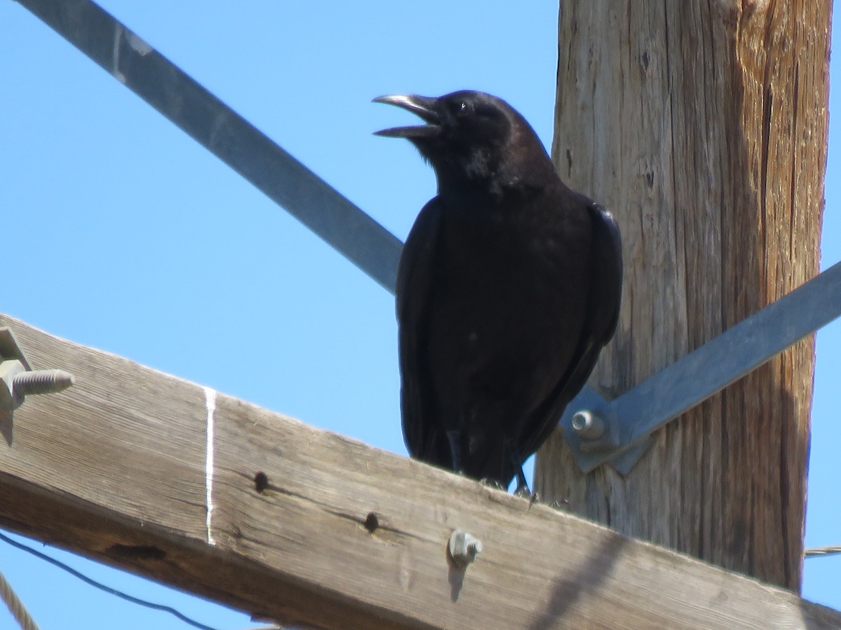 American Crow - ML154192481