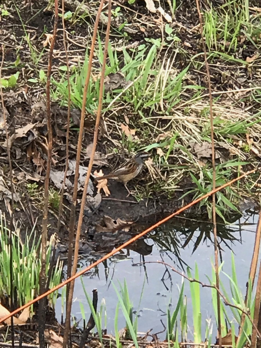 Swamp Sparrow - ML154192811