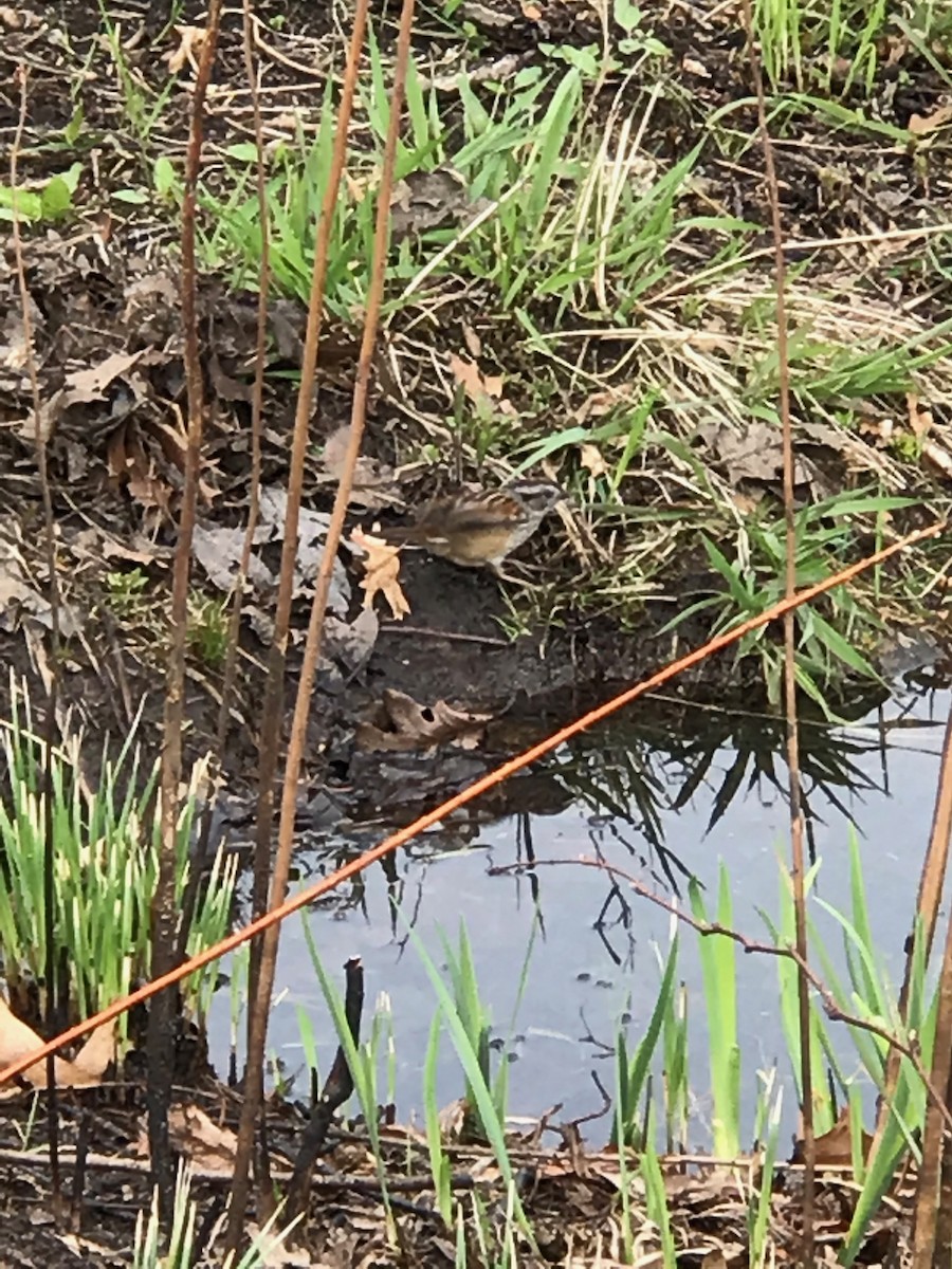 Swamp Sparrow - ML154192821