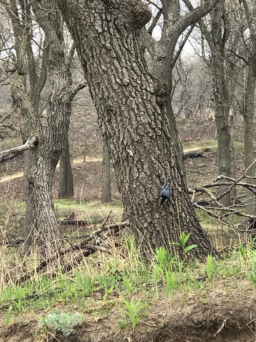 White-breasted Nuthatch - ML154193081
