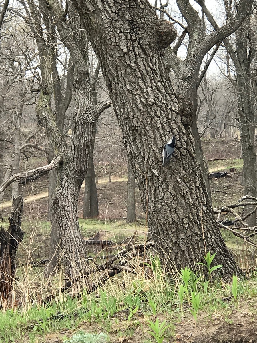 White-breasted Nuthatch - ML154193091