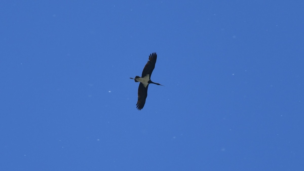 Black Stork - ML154194561