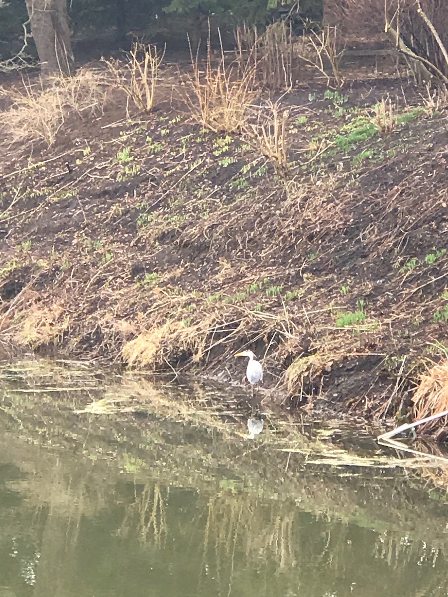 Great Blue Heron - ML154194631