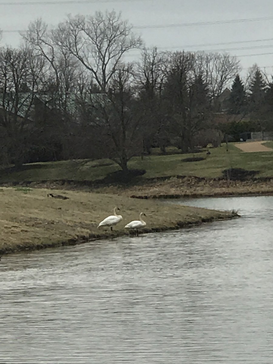 Trumpeter Swan - ML154194851