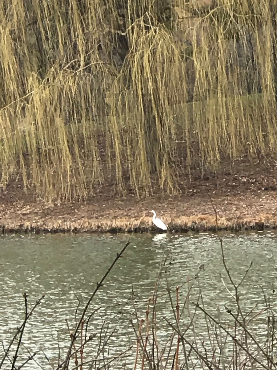 Great Egret - ML154195001