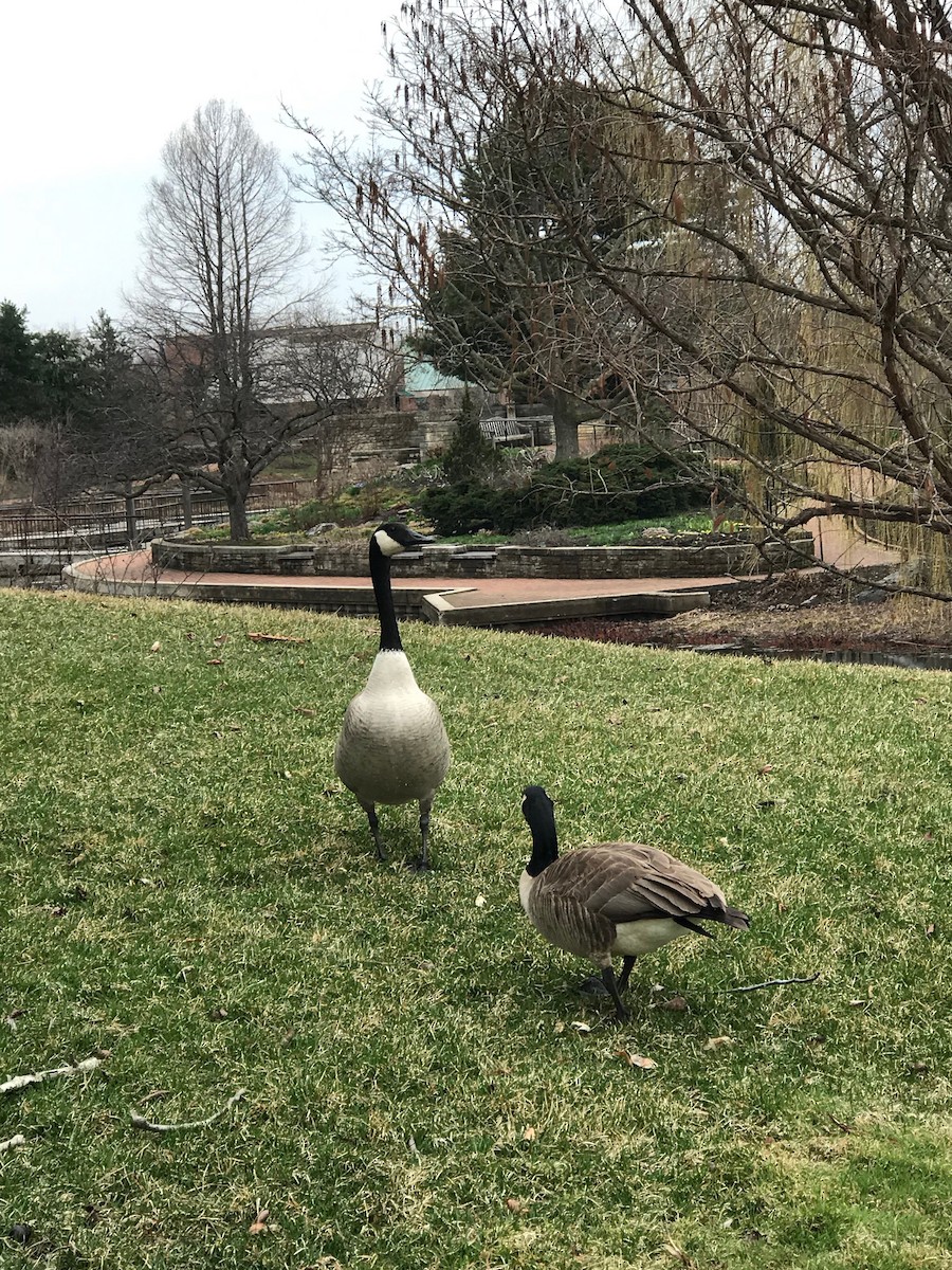 Canada Goose - ML154195091