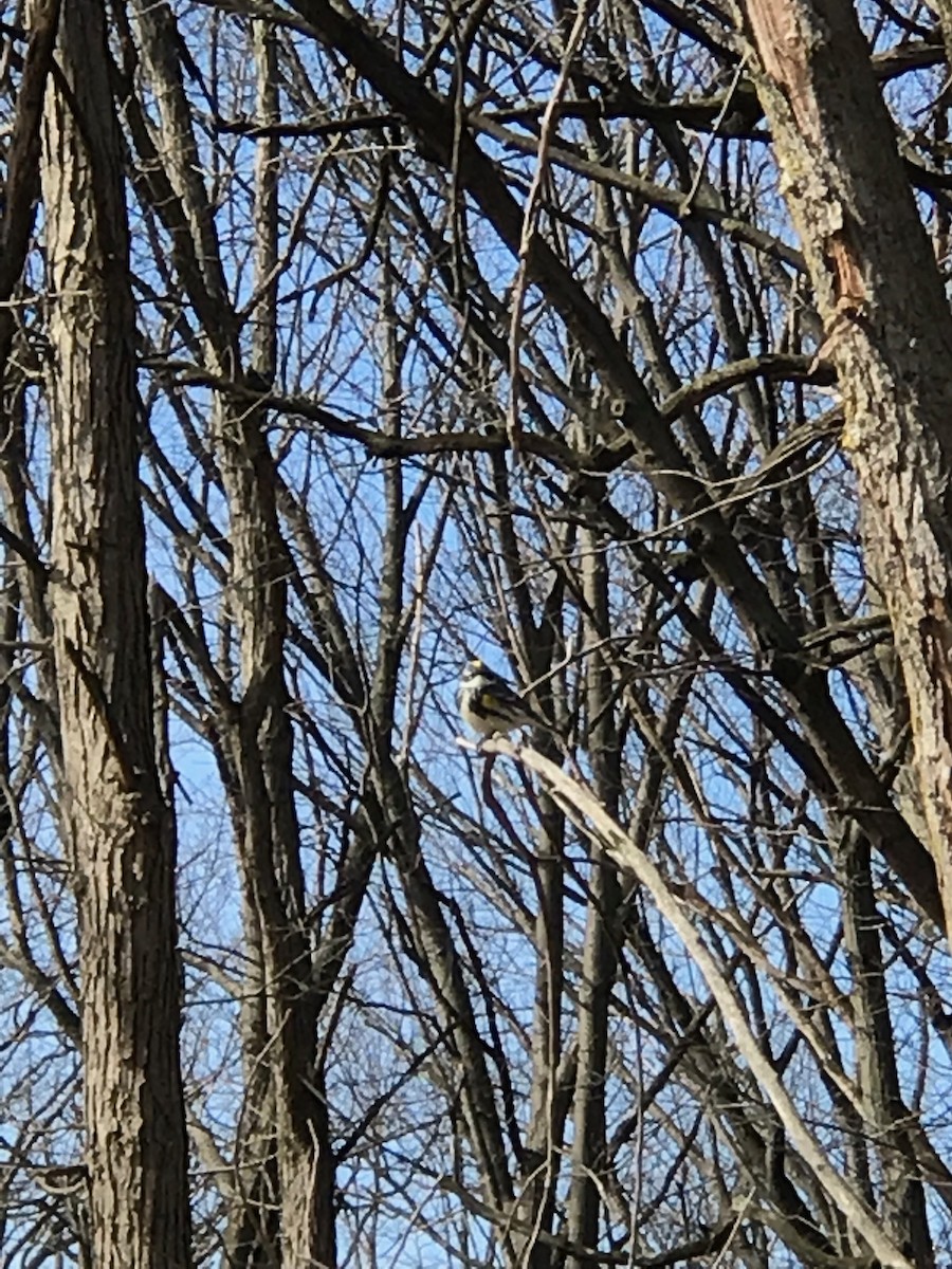 Yellow-rumped Warbler (Myrtle) - ML154195331