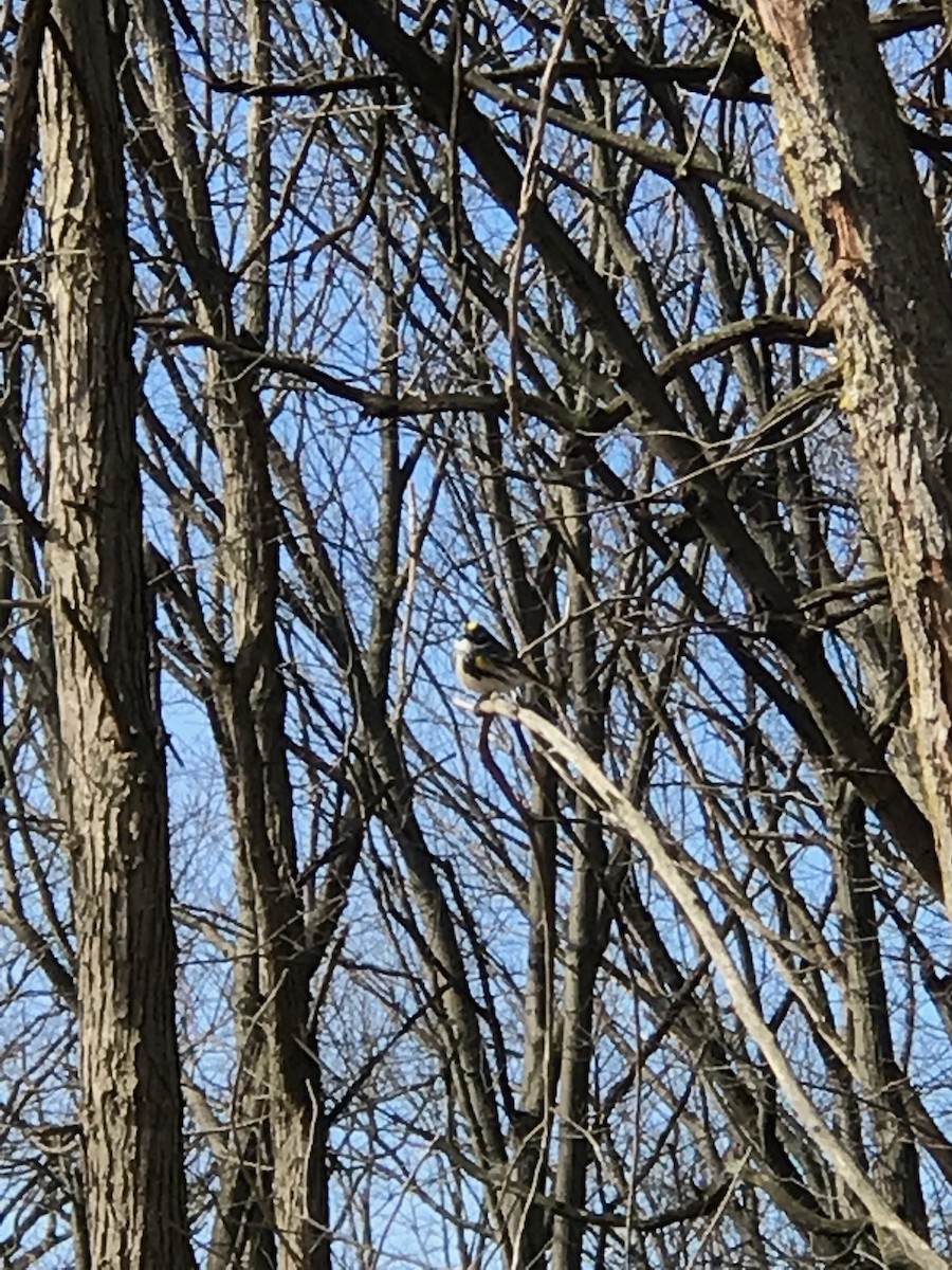 Yellow-rumped Warbler (Myrtle) - ML154195341