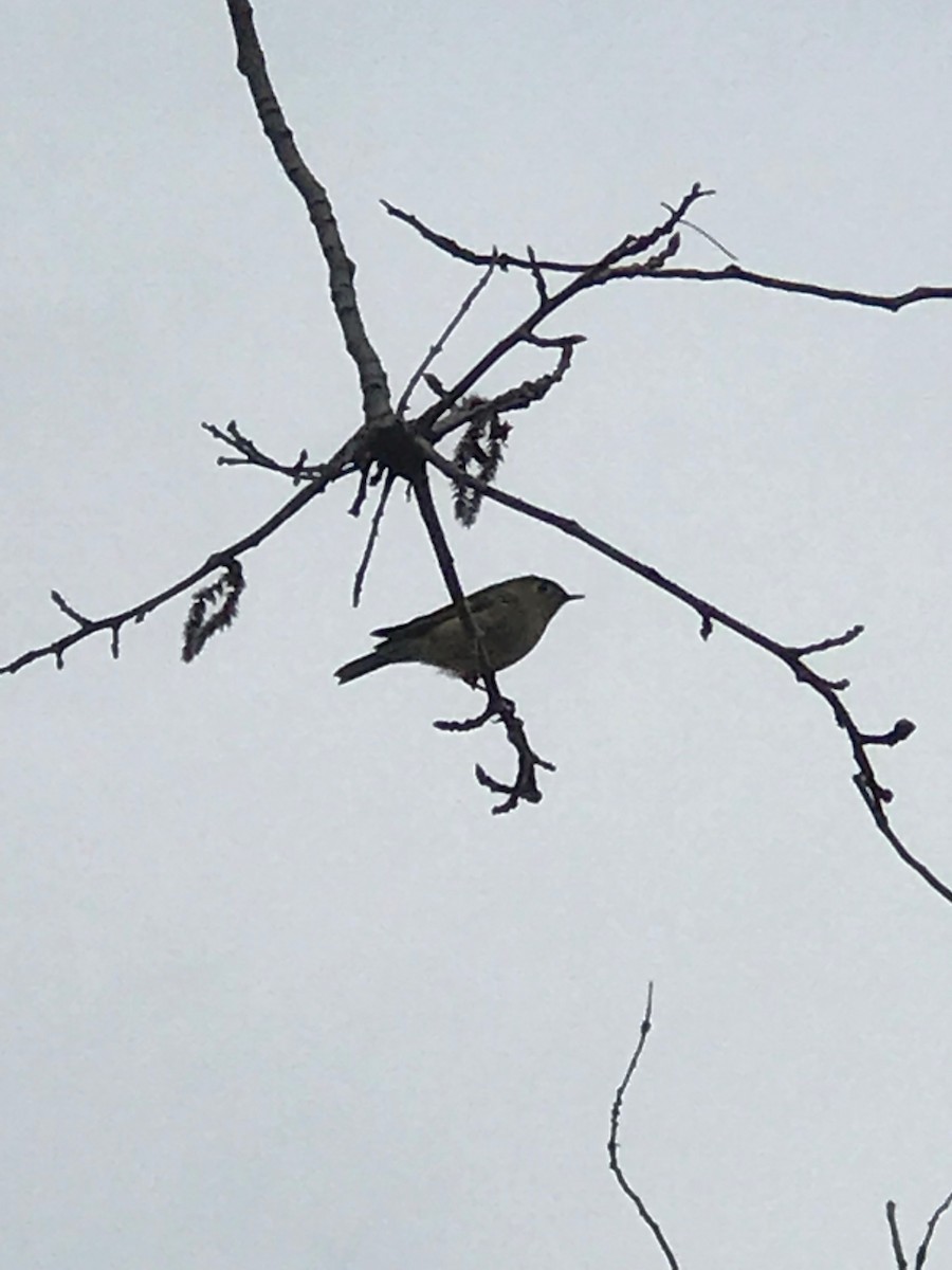 Ruby-crowned Kinglet - ML154195571