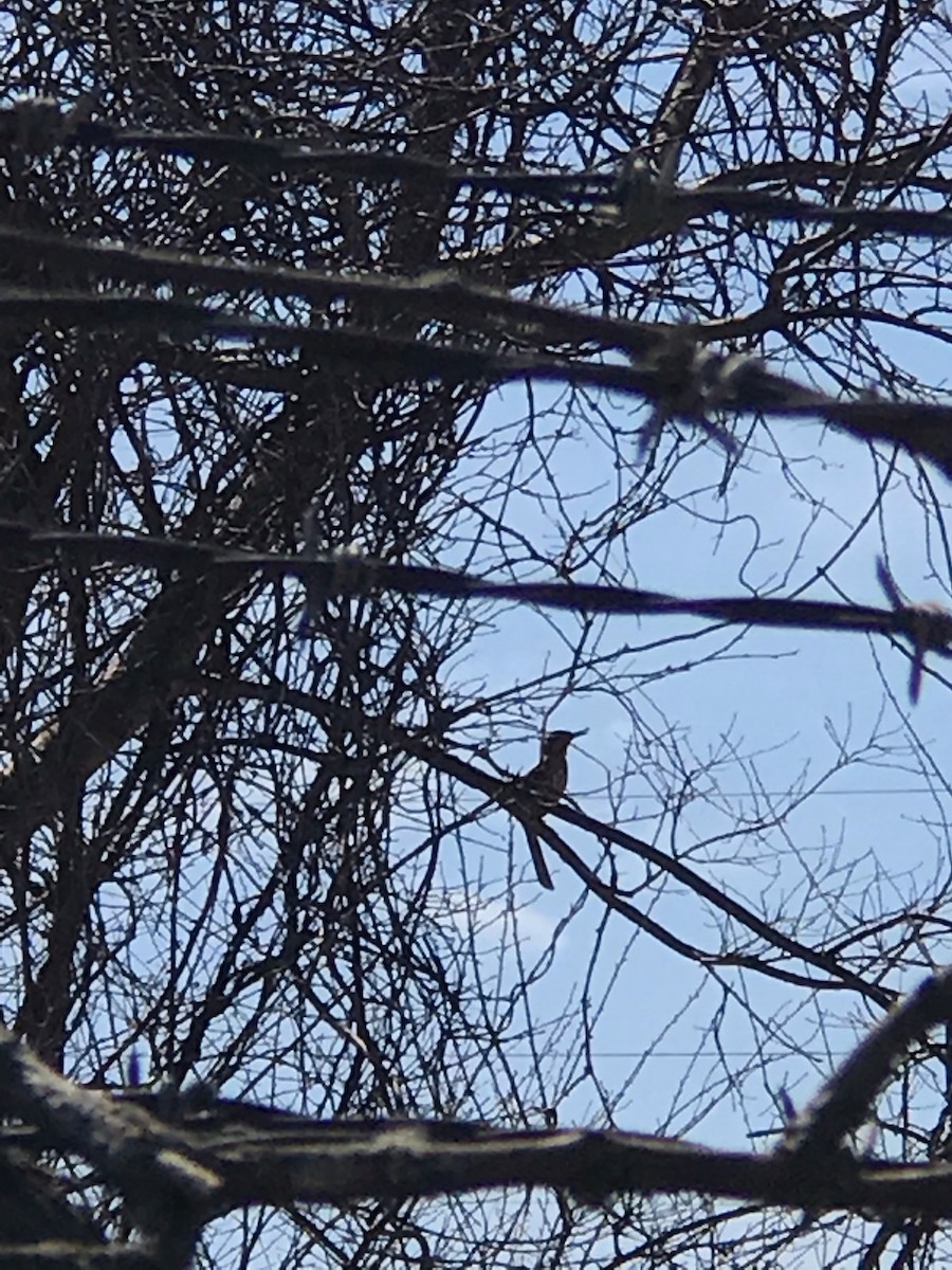 Brown Thrasher - ML154195601
