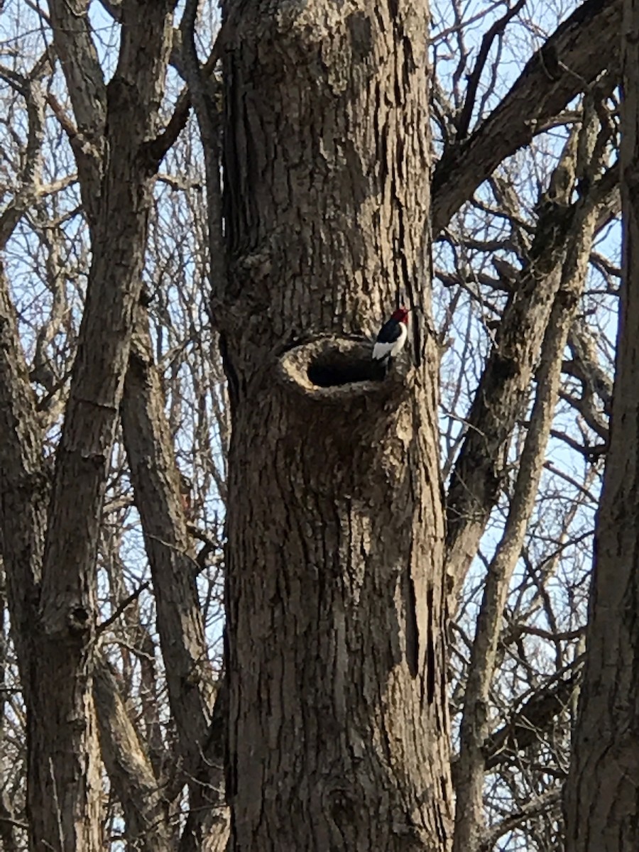 Red-headed Woodpecker - ML154195731